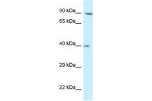 Image no. 1 for anti-Replication Factor C (Activator 1) 2, 40kDa (RFC2) (AA 27-76) antibody (ABIN6747337)