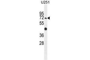 GPAA1 Antibody (N-term) western blot analysis in U251 cell line lysates (35µg/lane). (GPAA1 Antikörper  (N-Term))
