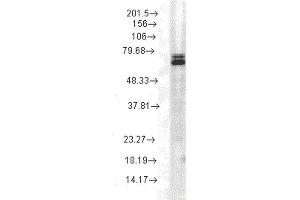 Western Blot analysis of Rat cell lysates showing detection of Hsp70 protein using Mouse Anti-Hsp70 Monoclonal Antibody, Clone 3A3 . (HSP70 Antikörper  (PerCP))