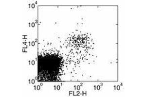 Image no. 1 for anti-Killer Cell Lectin-Like Receptor Subfamily K, Member 1 (KLRK1) antibody (ABIN476107) (KLRK1 Antikörper)