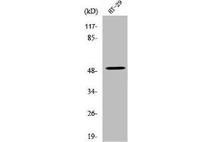 Western Blot analysis of HT29 cells using Vangl1 Polyclonal Antibody