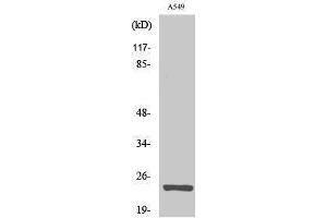 Western Blotting (WB) image for anti-Mitochondrial Ribosomal Protein L13 (MRPL13) (C-Term) antibody (ABIN3185643)