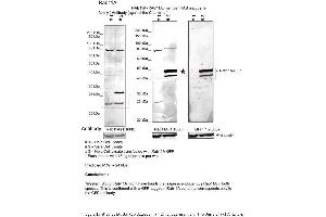 Sample Type: 1. (RAB11A Antikörper  (C-Term))