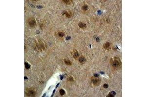 Immunohistochemical analysis of GAP43 staining in mouse brain formalin fixed paraffin embedded tissue section. (GAP43 Antikörper)