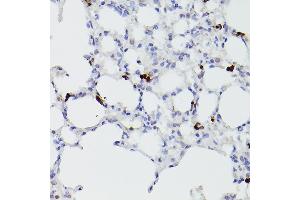 Immunohistochemistry of paraffin-embedded mouse lung using S100 Rabbit pAb (842) at dilution of 1:100 (40x lens). (S100A9 Antikörper  (AA 1-114))