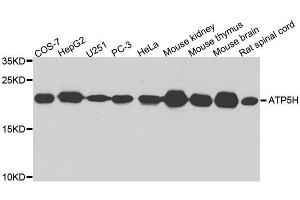 Western blot analysis of extracts of various cell lines, using ATP5H antibody. (ATP5H Antikörper  (AA 1-161))