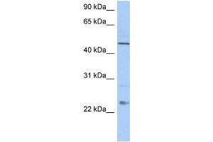 WB Suggested Anti-TMCO1 Antibody Titration:  0. (TMCO1 Antikörper  (C-Term))