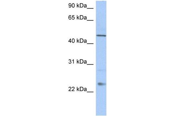 TMCO1 anticorps  (C-Term)