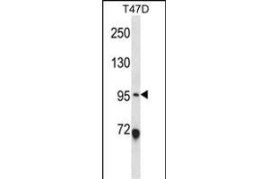 ANKS6 Antibody (Center) (ABIN657894 and ABIN2846846) western blot analysis in T47D cell line lysates (35 μg/lane). (ANKS6 Antikörper  (AA 505-534))