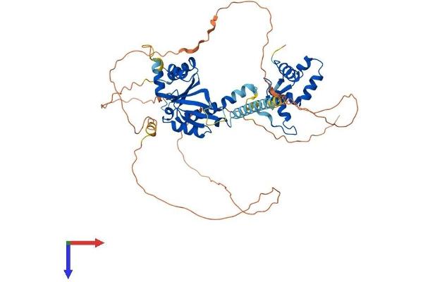 Crossover junction endonuclease EME1 (EME1) (AA 1-570) protein (His tag)
