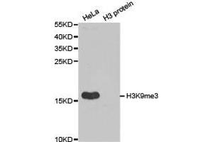 Western blot analysis of extracts of HeLa cell line and H3 protein expressed in E. (Histone 3 Antikörper  (H3K9me3))