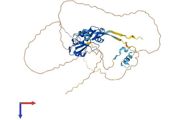 SOCS4 Protein (AA 1-440) (His tag)