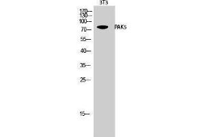 Western Blotting (WB) image for anti-P21 Protein (Cdc42/Rac)-Activated Kinase 7 (PAK7) (C-Term) antibody (ABIN3186316) (PAK7 Antikörper  (C-Term))
