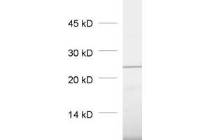 dilution: 1 : 1000, sample: pancreas homogenate (RAB3D Antikörper  (AA 3-16, AA 193-210))