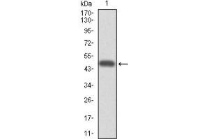 Western blot analysis using CYP3A4 antibody against HEK293 (1) and CYP3A4 (AA: 243-430) -hIgGFc transfected HEK293 (2) cell lysate. (CYP3A4 Antikörper)