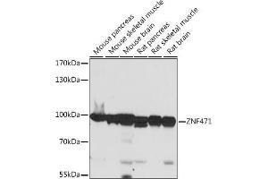Western blot analysis of extracts of various cell lines, using ZNF471 antibody (ABIN7271491) at 1:1000 dilution. (ZNF471 Antikörper  (AA 80-210))