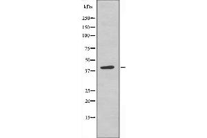 Western blot analysis of extracts from 293 cells, using MOS antibody.