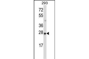 MBD3 Antibody (N-term) (ABIN657677 and ABIN2846669) western blot analysis in 293 cell line lysates (35 μg/lane). (MBD3 Antikörper  (N-Term))