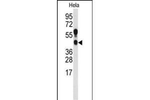 Western blot analysis of anti-PRMT1 Antibody (C-term ) (ABIN387834 and ABIN2843924) in Hela cell line lysates (35 μg/lane).