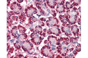 Anti-STEAP4 antibody IHC of human pancreas. (STEAP4 Antikörper  (N-Term))