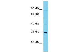 Host: Rabbit  Target Name: Snap29  Sample Tissue: Rat Testis lysates  Antibody Dilution: 1. (SNAP29 Antikörper  (Middle Region))