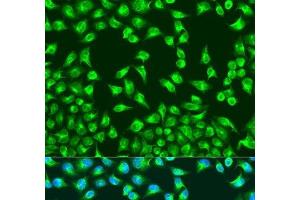 Immunofluorescence analysis of U2OS cells using MTCO2 Polyclonal Antibody at dilution of 1:100. (COX2 Antikörper)