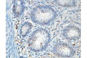 Immunohistochemical analysis of paraffin-embedded human fetal colon showing cytoplasmic staining with ABCF1 polyclonal antibody  at a 1 : 100 dilution. (ABCF1 Antikörper  (AA 580-837))