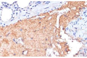 Immunohistochemistry of paraffin-embedded Mouse lung using APOA1 Polyclonal Antibody at dilution of 1:100 (40x lens). (APOA1 Antikörper)