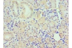 Immunohistochemistry of paraffin-embedded human pancreatic tissue using ABIN7162504 at dilution of 1:100 (PAX6 Antikörper  (AA 1-300))