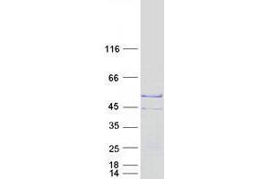 Validation with Western Blot (TSPY2 Protein (Myc-DYKDDDDK Tag))