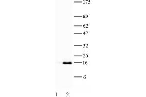 Histone H3 acetyl Lys27 antibody tested by Western blot. (Histone 3 Antikörper  (H3K27ac))