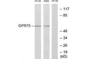 Western Blotting (WB) image for anti-G Protein-Coupled Receptor 75 (GPR75) (AA 381-430) antibody (ABIN2890878) (GPR75 Antikörper  (AA 381-430))