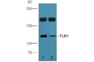 Mouse brain lysate probed with Rabbit Anti-TLR7 Polyclonal Antibody (ABIN718691) at 1:300 overnight in 4 °C.