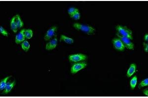 Immunofluorescent analysis of HepG2 cells using ABIN7170424 at dilution of 1:100 and Alexa Fluor 488-congugated AffiniPure Goat Anti-Rabbit IgG(H+L)
