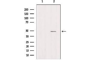 Western blot analysis of extracts from Hela, using AZI2 Antibody. (AZI2 Antikörper  (N-Term))