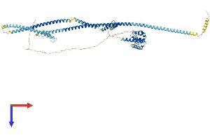 NDC80 Protein (AA 1-642) (His tag)