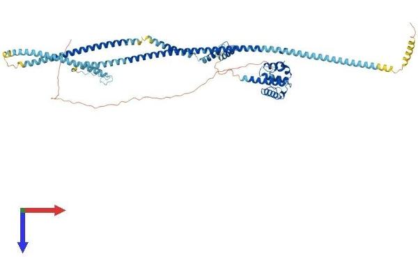 NDC80 Protein (AA 1-642) (His tag)