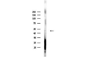 anti-Forkhead Box D4-Like 5 (FOXD4L5) (Internal Region) antibody