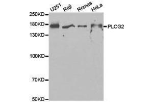 Western Blotting (WB) image for anti-Phospholipase C gamma 2 (PLCG2) antibody (ABIN1874161) (Phospholipase C gamma 2 Antikörper)