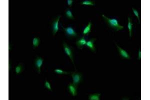 Immunofluorescence staining of U251 cells with ABIN7157954 at 1:66, counter-stained with DAPI. (RANBP3L Antikörper  (AA 170-295))