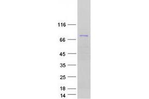 Validation with Western Blot (HINFP Protein (Transcript Variant 1) (Myc-DYKDDDDK Tag))