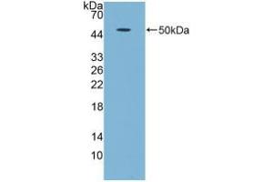 Western blot analysis of recombinant Human GDF5. (GDF5 Antikörper  (AA 86-501))