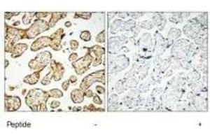 Immunohistochemistry analysis of paraffin-embedded human placenta tissue, using GNE antibody. (GNE Antikörper  (C-Term))