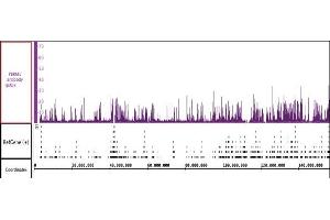 PBRM1 antibody (pAb) tested by ChIP-Seq. (Polybromo 1 Antikörper  (N-Term))