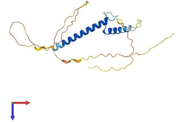 Musculin Protein (MSC) (AA 1-206) (His tag)
