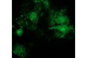 Anti-PDLIM2 mouse monoclonal antibody (ABIN2454448) immunofluorescent staining of COS7 cells transiently transfected by pCMV6-ENTRY PDLIM2 (RC210022). (PDLIM2 Antikörper)