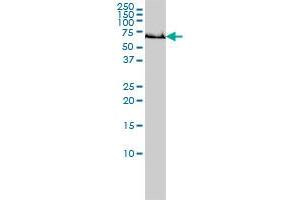 GCLC monoclonal antibody (M01), clone 3H1 Western Blot analysis of GCLC expression in A-431 . (GCLC Antikörper  (AA 528-637))