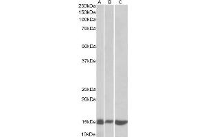 ABIN5539726 (0. (LGALS1/Galectin 1 Antikörper  (N-Term))