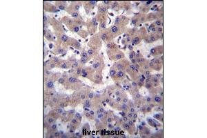 PRCP Antibody (N-term) (ABIN657308 and ABIN2846386) immunohistochemistry analysis in formalin fixed and paraffin embedded human liver tissue followed by peroxidase conjugation of the secondary antibody and DAB staining. (PRCP Antikörper  (N-Term))
