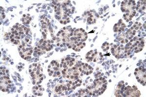 Image no. 1 for anti-X-Ray Repair Complementing Defective Repair in Chinese Hamster Cells 5 (Double-Strand-Break Rejoining) (XRCC5) (C-Term) antibody (ABIN203283)